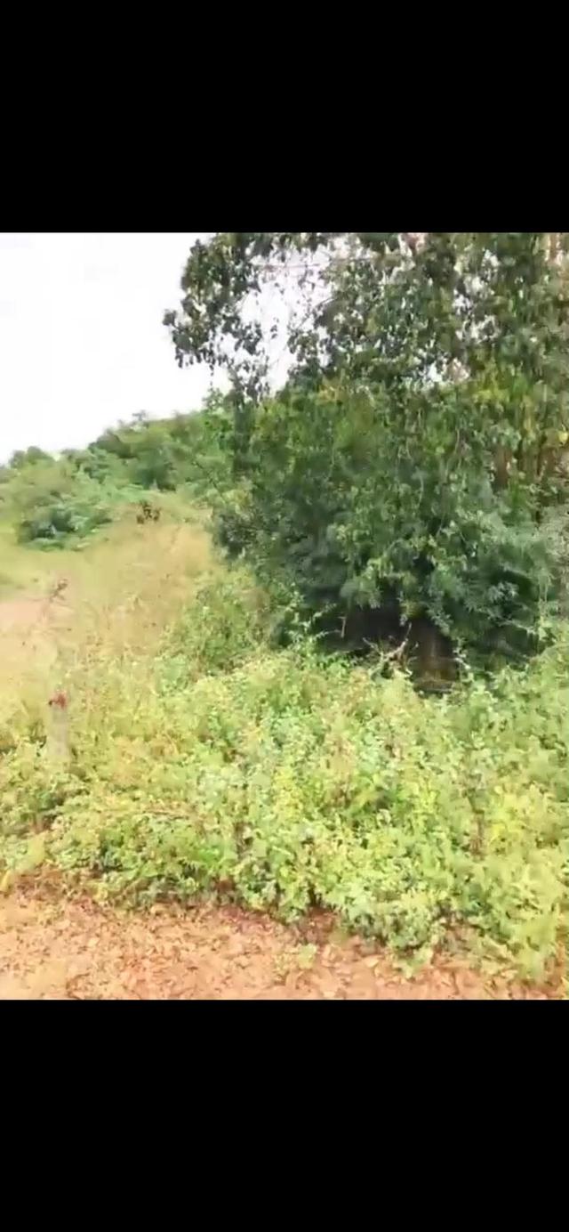 ขายที่ดินจังหสัดเพชรบุรีแก่งกระจาน 2