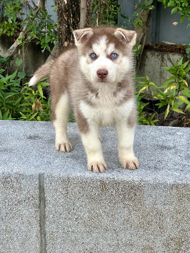 ไซบีเรียน แท้💯 เพศผู้ ตาฟ้าคู่ อายุ 50 วัน