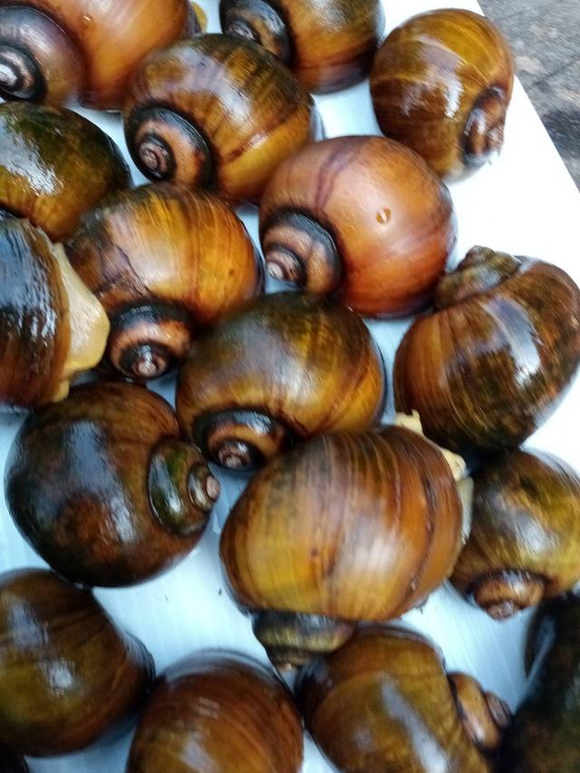 ไข่หอบเชอรี่สีทองมงคล รูปที่ 7