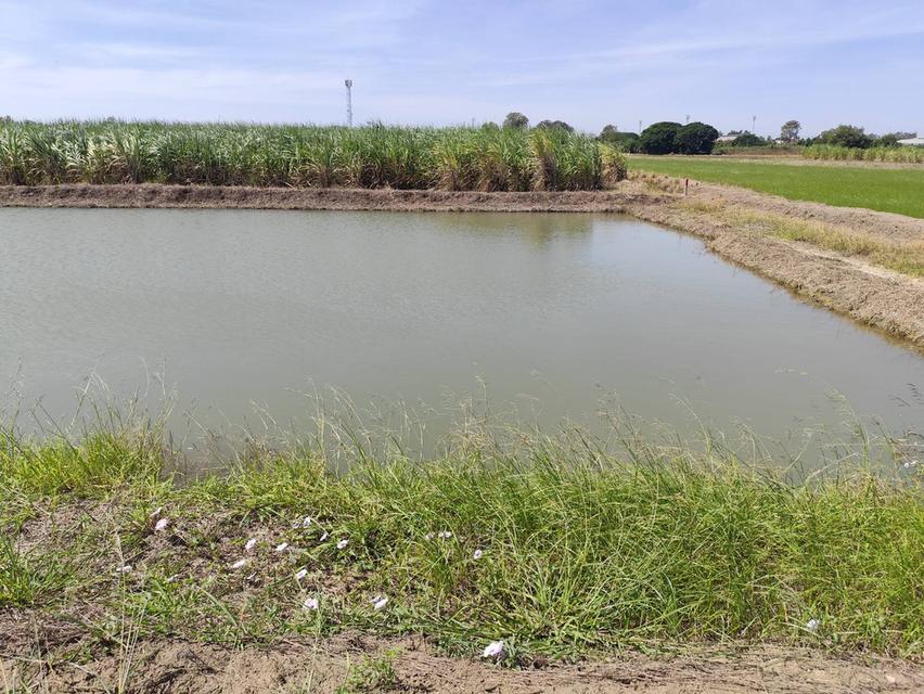 Sale large land 9.3 Rais suitable for projects or building house etc, can be subdivided Kamphaeng Saen District, Nakhon Pathom Province near Bangkok 5