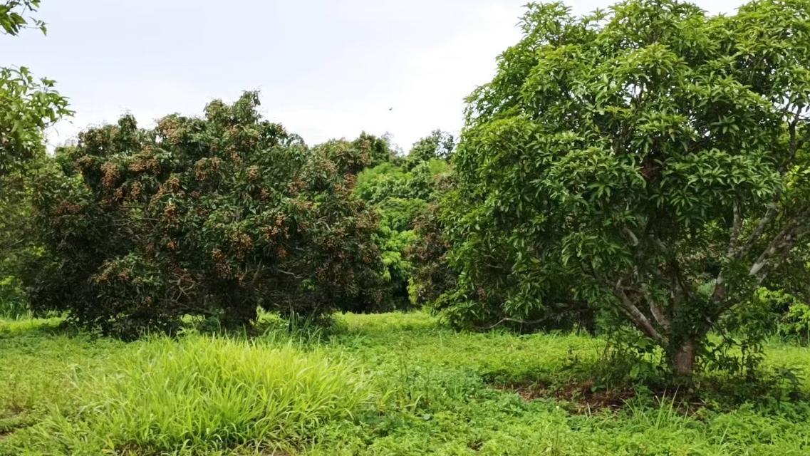 ที่ดินจังหวัดเชียงใหม่ 7-1-71 ไร่ 1