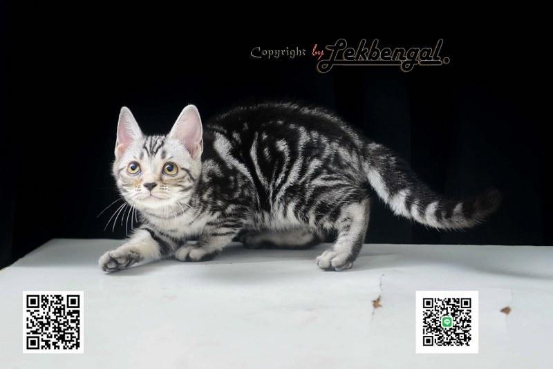 อเมริกันชอตแฮร์พันธุ์แท้ รูปที่ 5