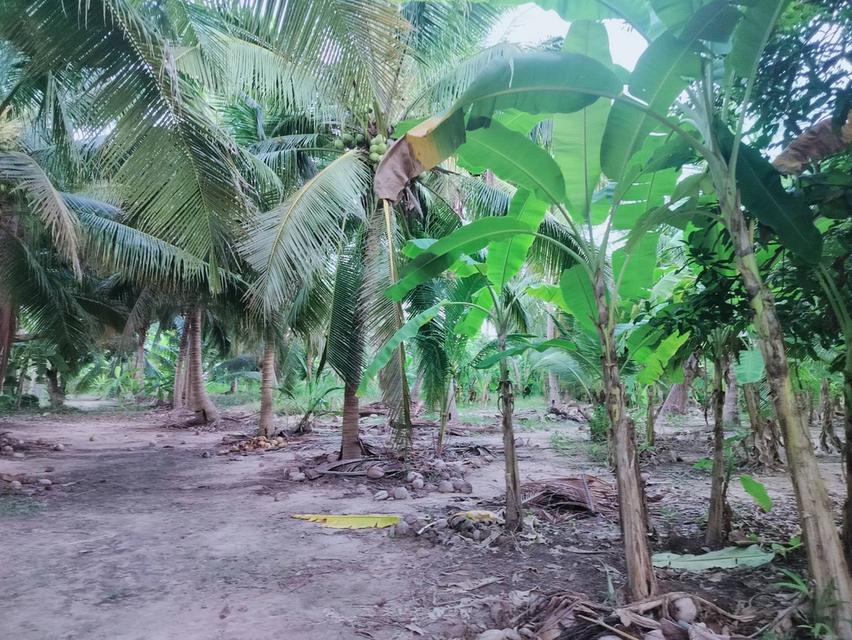 ที่ดินหัวหิน ห้วยมงคล 10