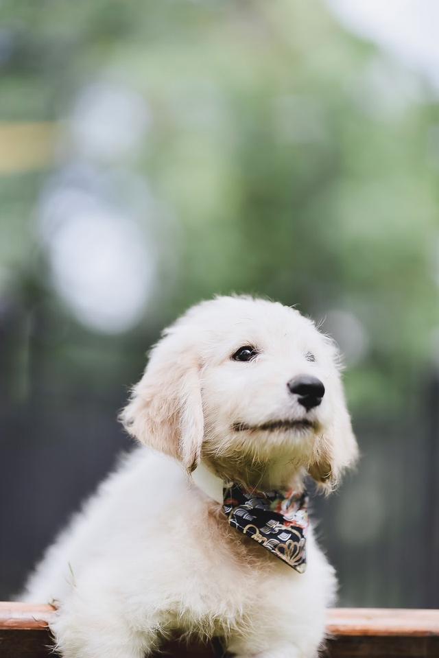 Golden Doodle(Male Dog) 5