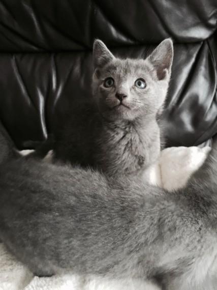 Russian Blue Kittens  WhatsApp me : +66 63 826 3042 รูปที่ 2