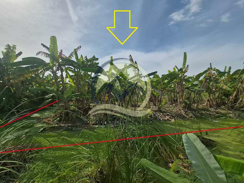 ขาย ที่ดินเปล่า 1-1-33 ไร่ ( 533 ตร.ว. ) ซ.บึงบอน 11 ถ.รังสิต-นครนายก  จ.ปทุมธานี  11