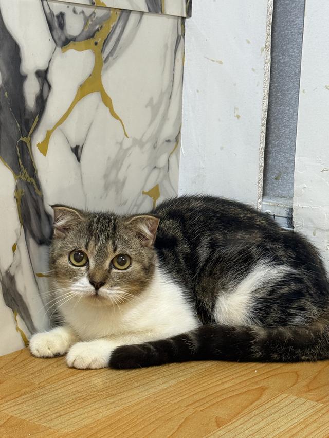 ลูกแมวพันธุ์สก๊อตติชแท้