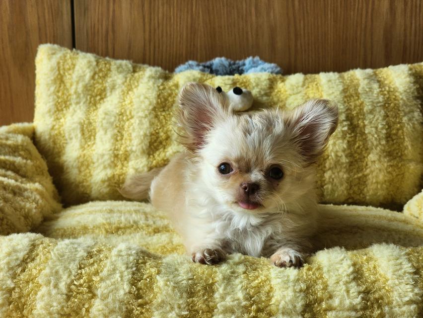 ชิวาวาไซส์จิ๋ว. วัคซีน 2 เข็มแล้ว. อยากมีบ้านคร๊าบบ สุขภาพแข็งแรง รับประกันโรคครับ 😊 รูปที่ 4