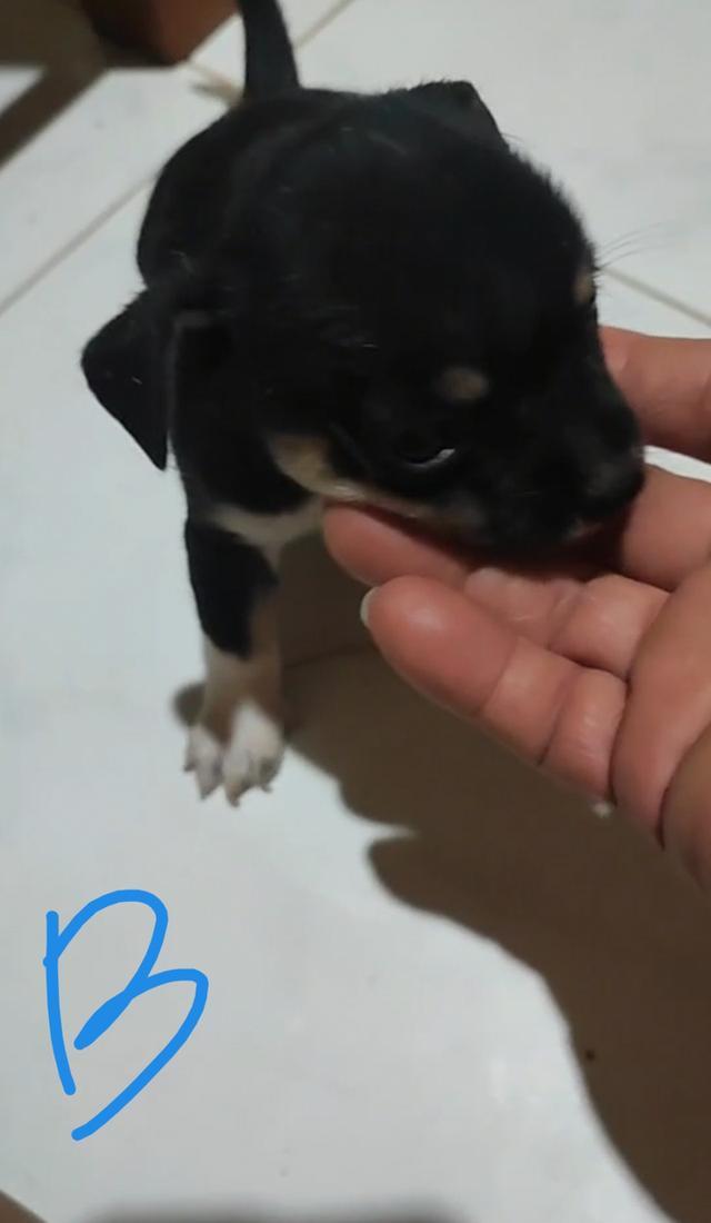 ลูกชิวาวา 9