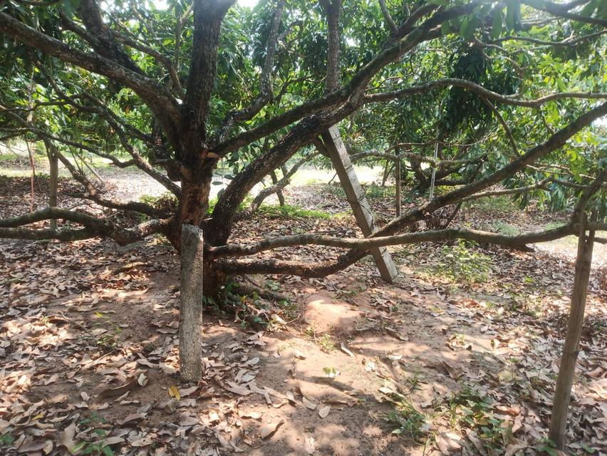 ที่ดินสวนลำใย เขต ต.ท่าตุ้ม อ.ป่าซาง จ.ลำพูน 2