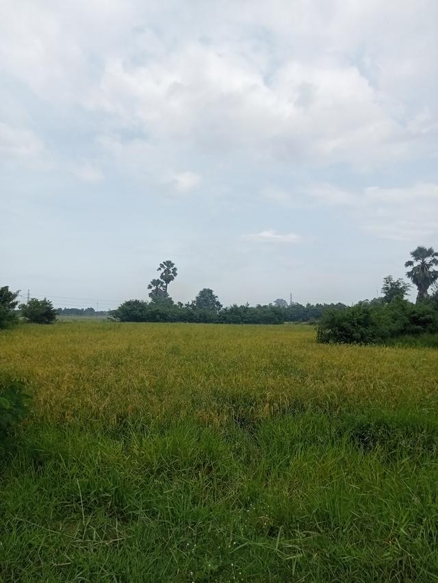 ขายที่ดินเปล่า ชุมชนตลาด  เขาย้อย เพชรบุรี (เหมาะกับลงทุน+เกษตร) 2
