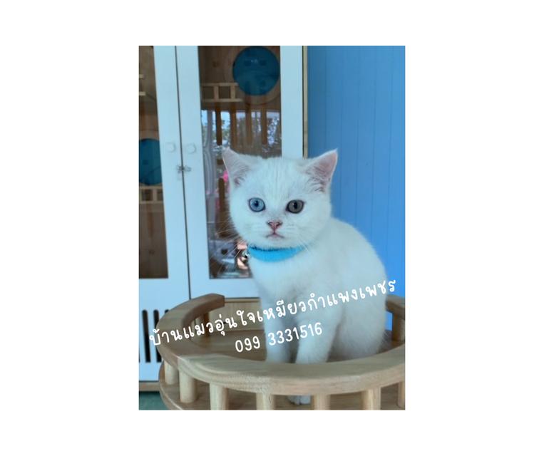 น้องแมว ดญ สีขาวตาสองสี พันธ์บริติสกับสก็อตติส อายุสามเดือนพร้อมย้ายเลย รูปที่ 5