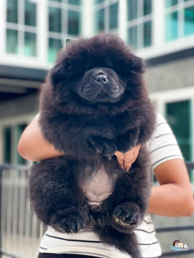 น้องเชาเชา สีดำ พ่อแม่นำเข้าจากต่างประเทศ