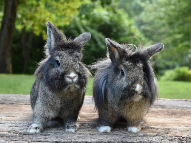 กระต่ายพันธุ์ไลอ้อน สีดํา 2