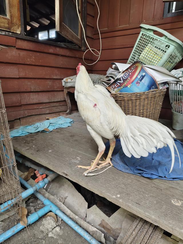 ไก่ชนเลิกเลี้ยง ขายเหมา