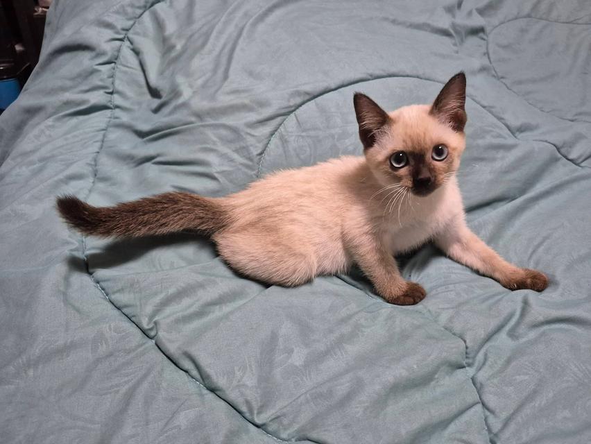 วิเชียรมาศ น่ารัก ขี้อ้อน