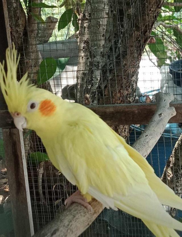 นกคอกคาเทลสีเหลือง 3