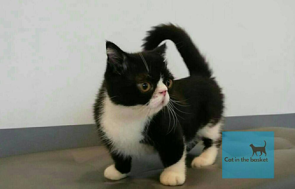 แมวมันช์กิ้น(Munchkin Cat)