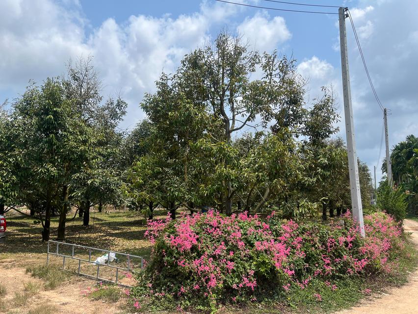 ขายที่ดินสวนทุเรียน อ.แกลง ระยอง ขนาด 1 ไร่ 2 งาน 40 ตร.ว. ต้นทุเรียน 9 ปี ประมาณ  50 ต้น 13