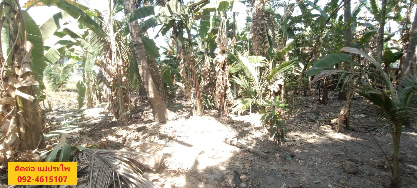 ที่ดิน มีสิ่งปลูกสร้าง 245 ตรว. หนองคาย 12