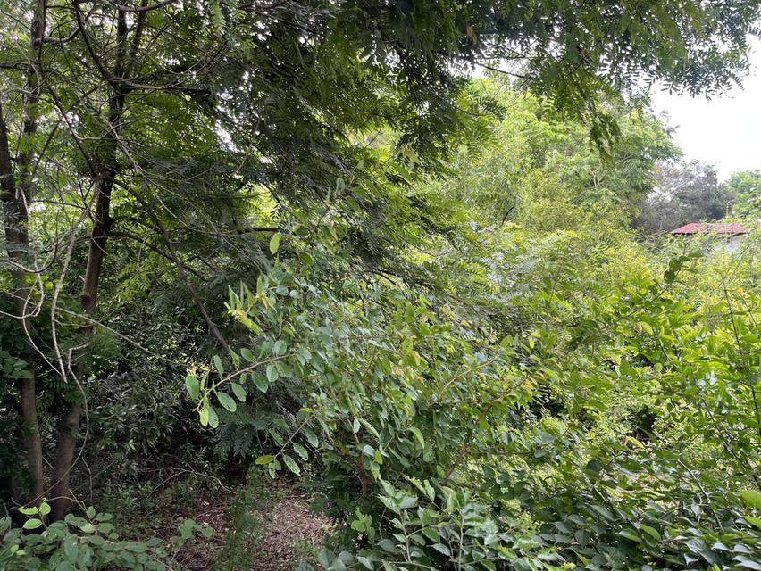 ขายที่ดิน 1 ไร่ ถมแล้ว ล้อมรั้วสีเขียว ติดถนนหลวง มีโฉนด อ.เมืองนครนายก 14