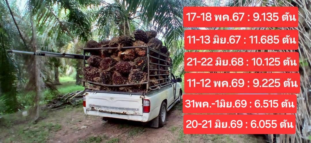 ขายสวนปาล์มสวนยาง โฉนด 25 ไร่ ต.สะพลี อ.ปะทิว จ.ชุมพร เจ้าของเองครับ 16