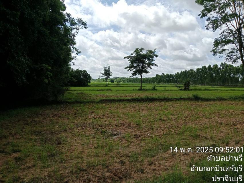 ขายที่นามี 4 แปลงติดกัน เนื้อที่รวม 118 ไร่ 2