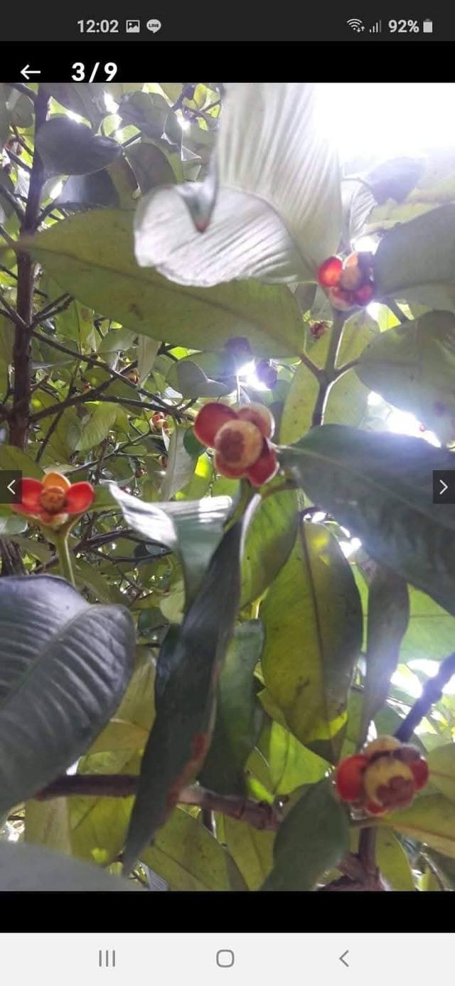 ที่สวนพร้อมอ.เมือง จ.ระยอง 6