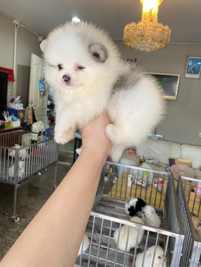 ลูกปอมแท้ พร้อมส่งถึงบ้าน