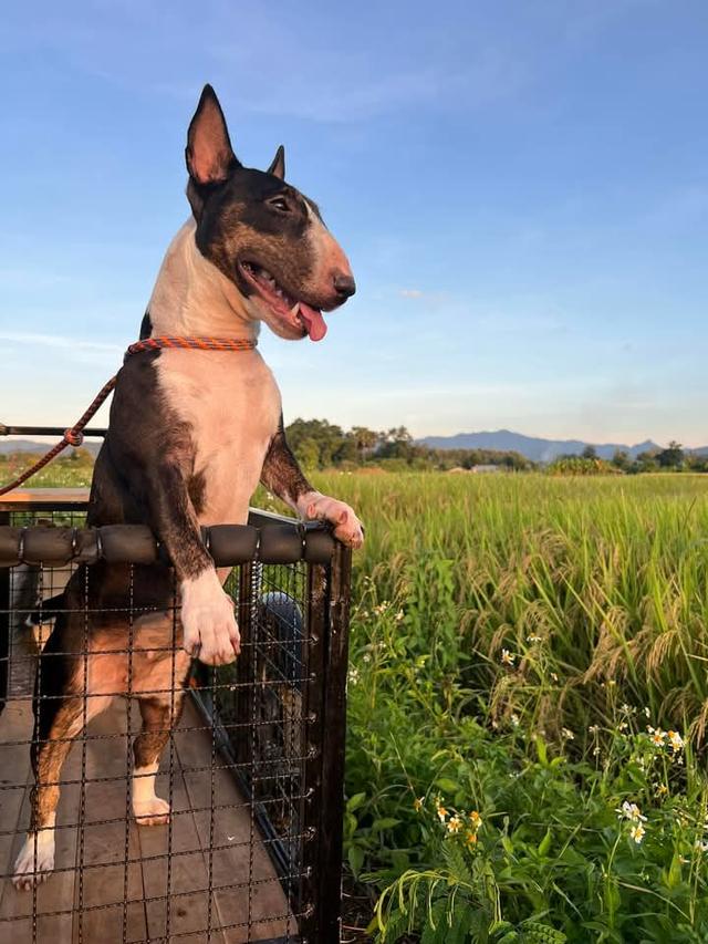 ปล่อยขาย Bull Terrier น่ารักๆ 5