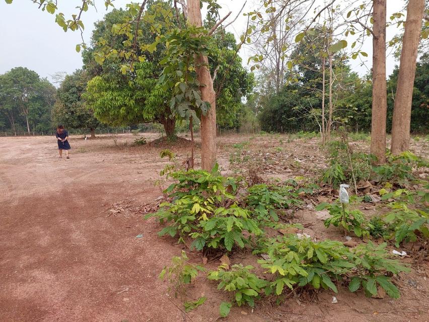 ที่ดินเปล่า โฉนด สกลนคร 3