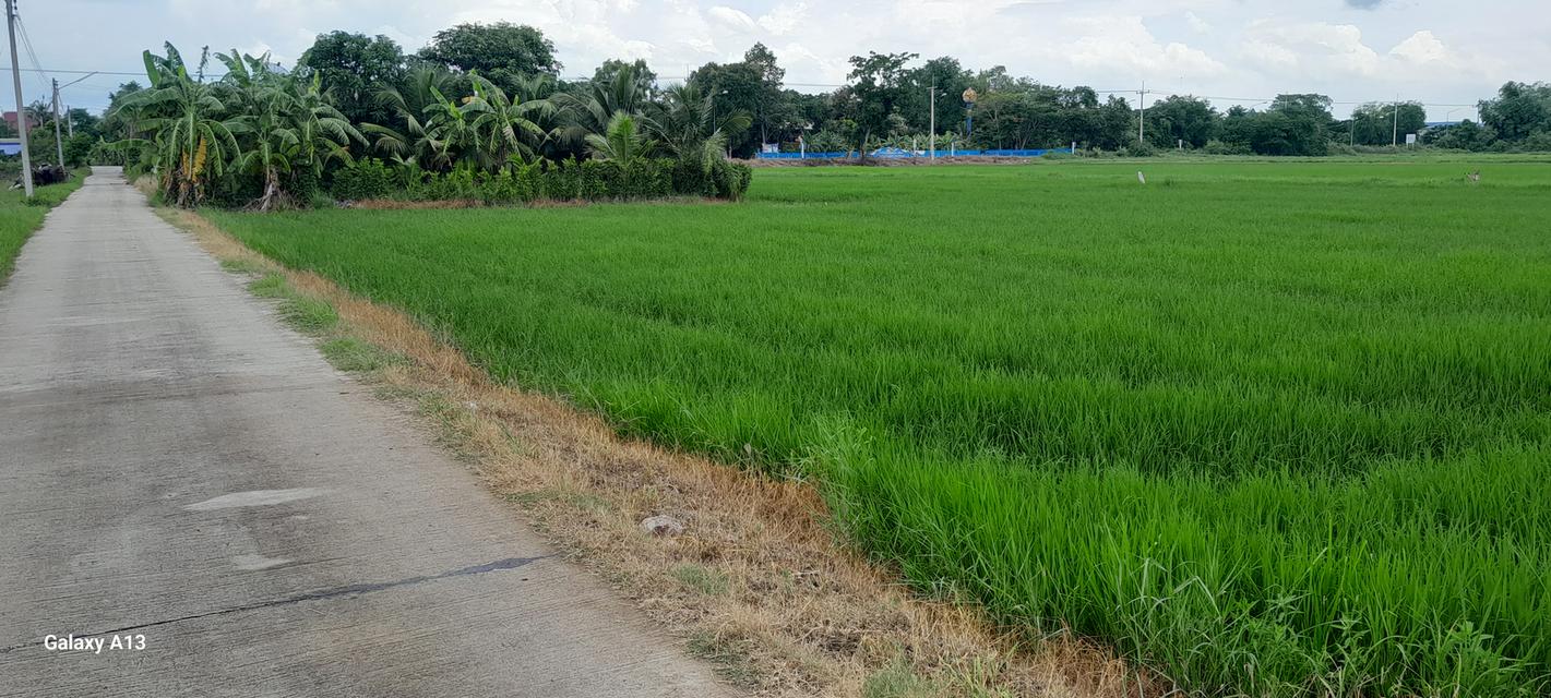 ที่ดินเปล่า(ครุตแดง) อ.องรักษ์ จ.นครนายก จำนวน1 ไร่ 1