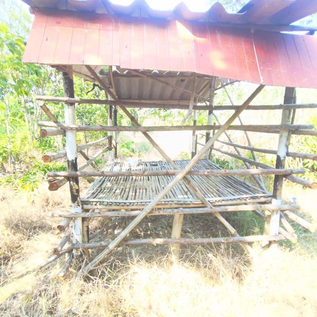 ที่ดินสวนผสมเกษตรอินทรีย์ 1 ไร่ 1 งาน 40 ตารางวา 6