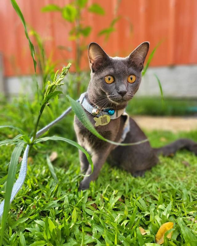 ขายแมวโคราช ชอบวิ่งสนามหญ้า