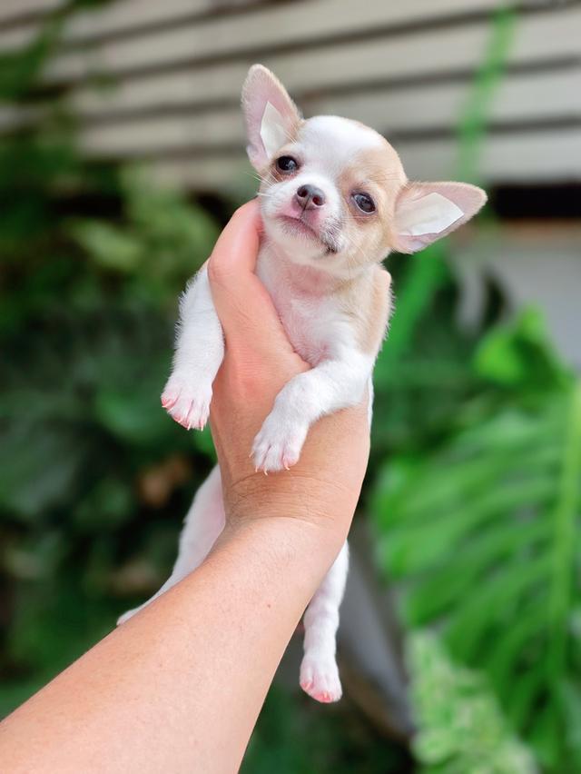 น้องลาเต้ชิวาวาขนสั้นไซส์จิ๋วหนุ่มหล่อน่ารักพร้อมซนมีส่งเก็บปลายทาง 8