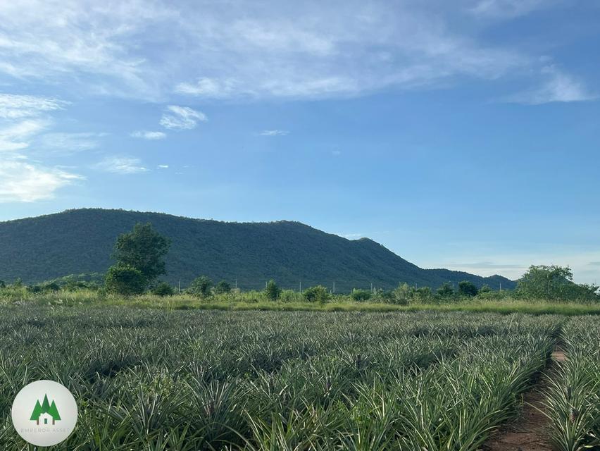 ขายที่ดิน ตำบลรางบัว อำเภอจอมบึง จังหวัดราชบุรี เนื้อที่ 42 ไร่ ราคาไร่ละ 200,000 บาท เอกสารสิทธิ น.ส. 3ก.