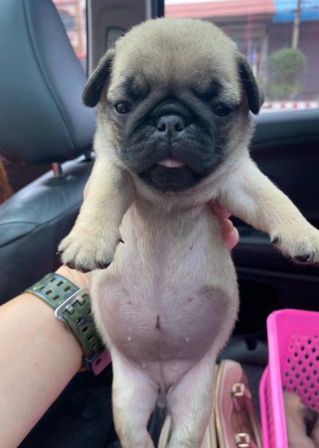 หมาน้อยปั๊ก (Pug) 2