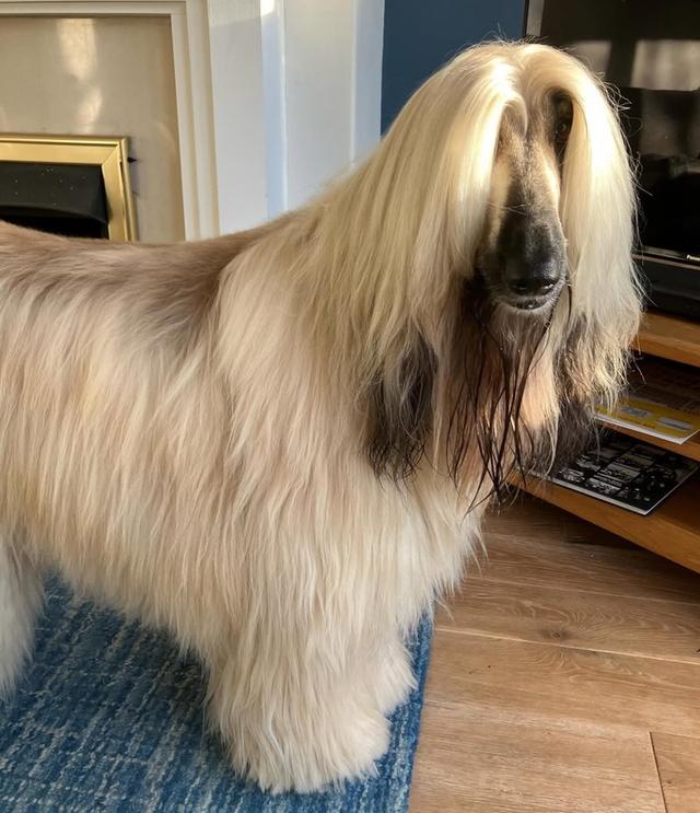 ขาย Afghan Hound ราคาถูก