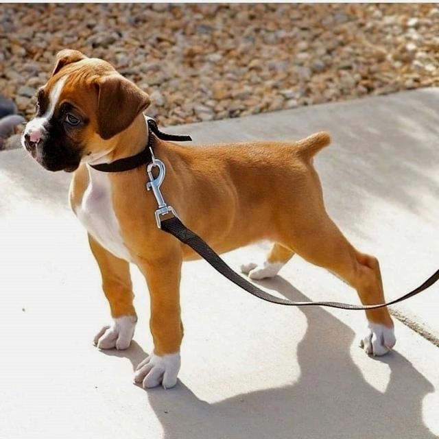 Boxer Puppies For Adoption