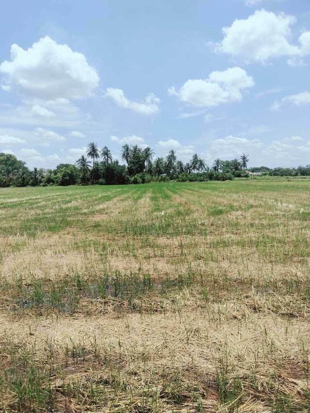 ขายด่วนที่ดินใกล้M81 เนื้อที่ 2 ไร่เศษ ติดถนนสาธารณะ ต.สัมปทวน อ.นครชัยศรี จ.นครปฐม 3