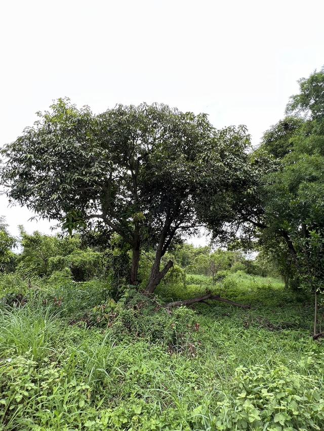 ขายที่ดินสวย 2-2-20 ไร่ ติดแม่น้ำท่าจีน หน้าติดถนนลาดยาง อ.หันคา จ.ชัยนาท 11