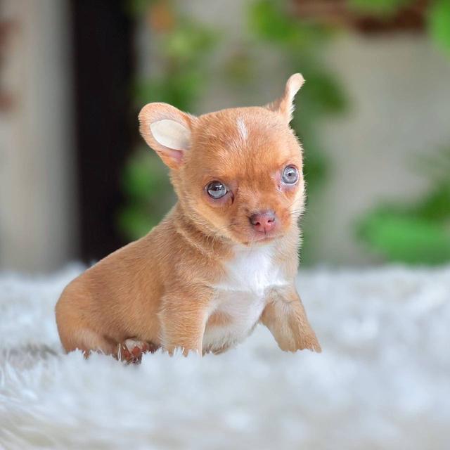 ชิวาวาแท้ เพศเมีย ขนสั้น รูปที่ 8