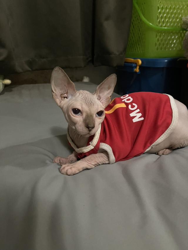 แมวสฟิงซ์เพศเมีย 5เดือน ฉีดวัคซีนแล้ว มาดูได้ที่ลาดกระบัง 7