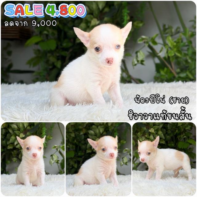 ชิวาวา ขี้อ้อน น่ารัก พร้อมย้ายบ้าน รูปย่อยที่ 3