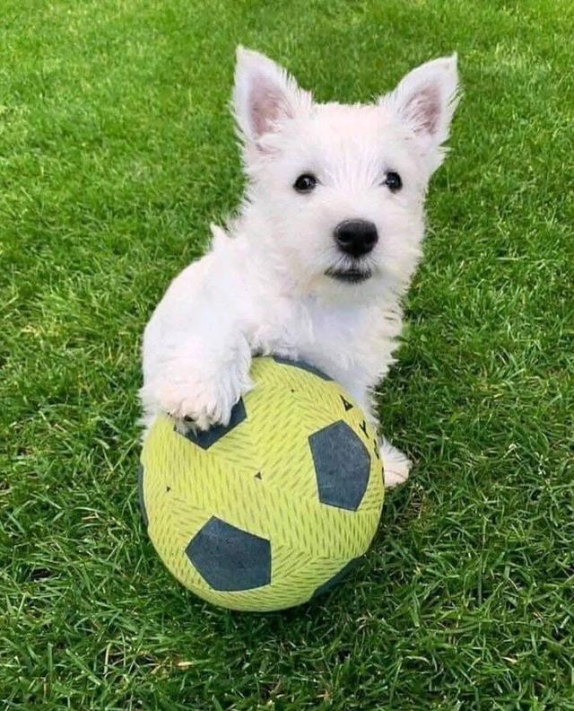 ขายลูกสุนัขพันธุ์ West Highland White Terrier 