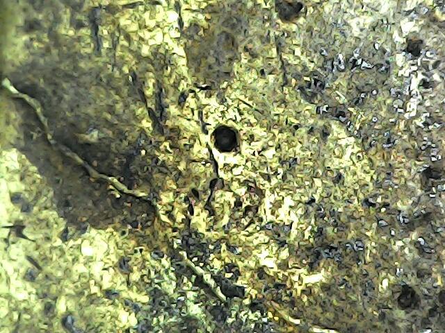 พระหลวงปู่ทวดหลังเตารีด 4