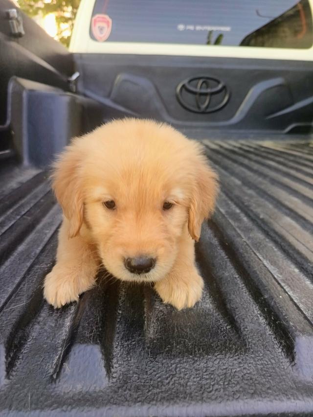 โกลเด้นรีทรีฟเวอร์ปทุมธานี​