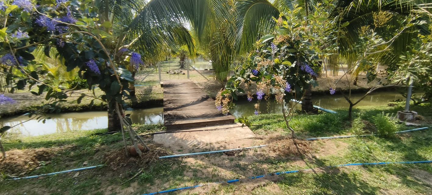 บ้านสวนพร้อมที่ดินสวย 9