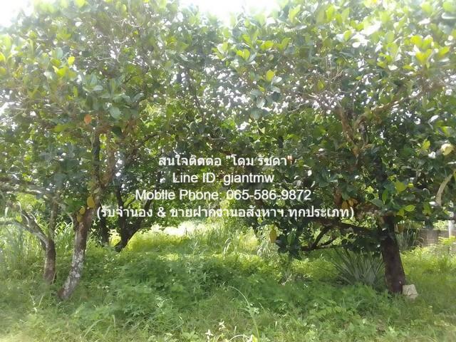รหัส DSL-451 ประกาศขาย พื้นที่ดิน ขายที่ดินสวนผลไม้ปลอดสารพิษ (Organic) อ.ประจันตคาม จ.ปราจีนบุรี 57-0-90.4 ไร่, ราคา 57 6