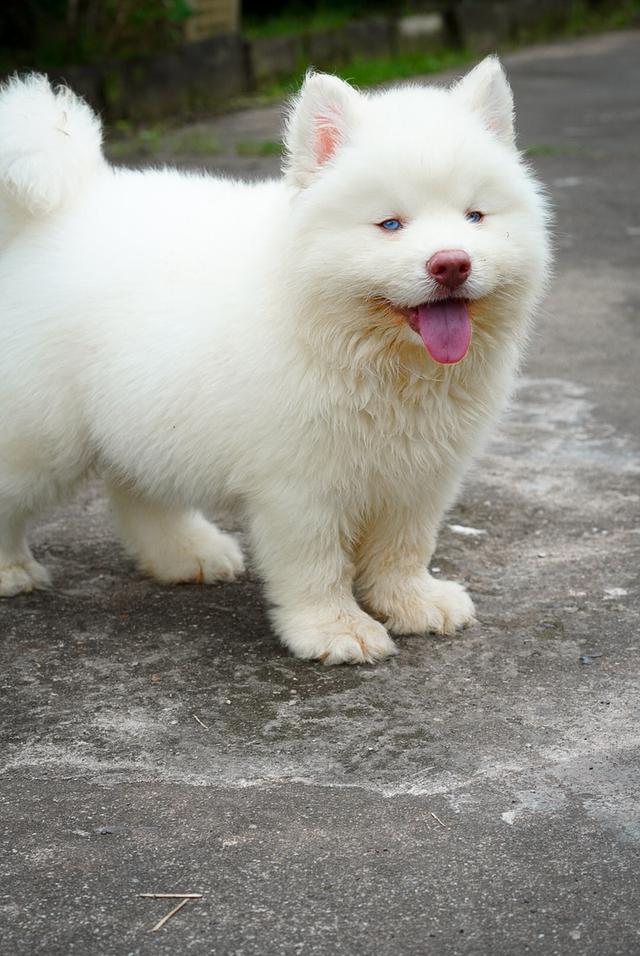 ไซบีเรียนขาว Pure white husky 3